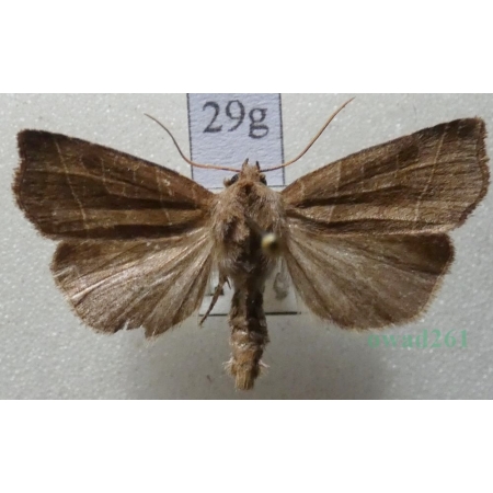 Ipimorpha retusa (Linnaeus, 1761) Kresówka kobielistka Czech29g